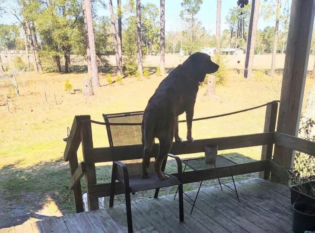 Rocky keeping an eye on things